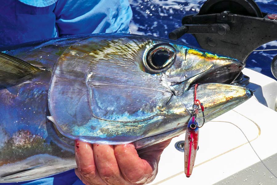 Yellowfin will take jigs fished in deeper water.