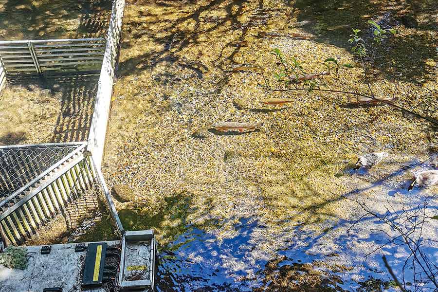 The Waihukahuka spawning stream that runs directly through the land. This stream was an important part of the writer’s ancestors’ idea to build a hatchery.