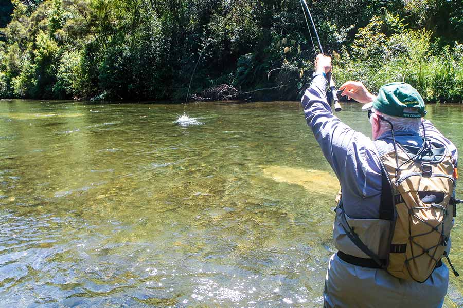 A high country trout comes to the fly.