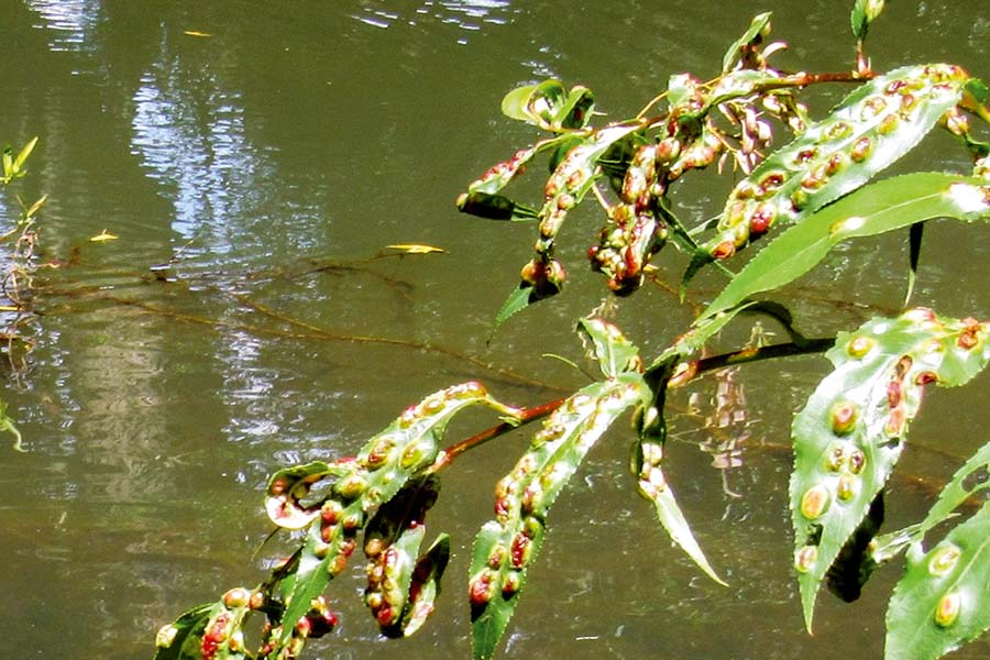 Moths lay small willow grubs which fall in the water and are hoovered up by trout.