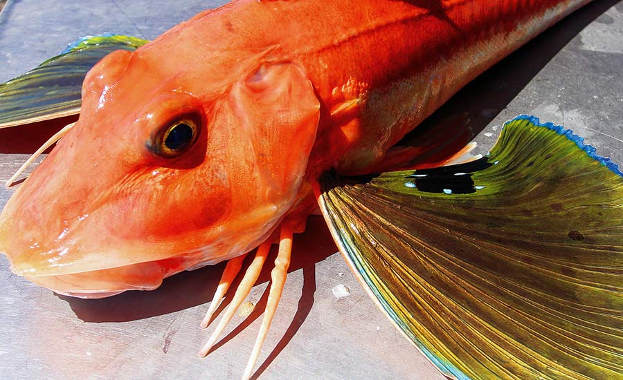 A riesling or pinot gris goes well with gurnard.