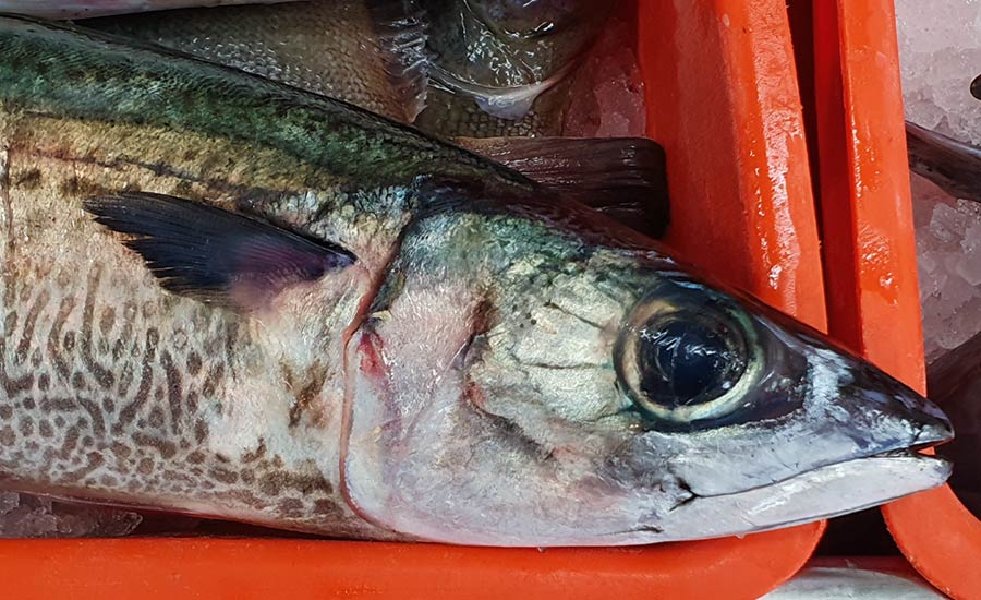 A pinot noir can be paired with robustly flavoured fish such as blue mackerel.