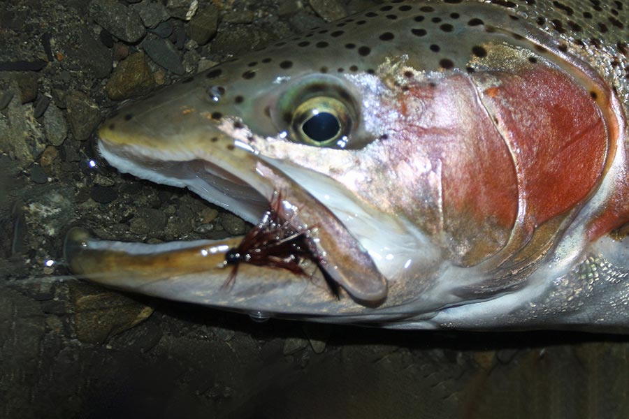 Rivermouth fishing at night for rainbows is fun and productive in many southern lakes.