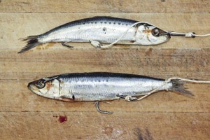 pilchard bait