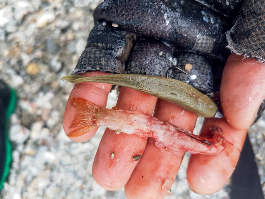 10 Tips for spinning and softbaiting for trout The Fishing Website