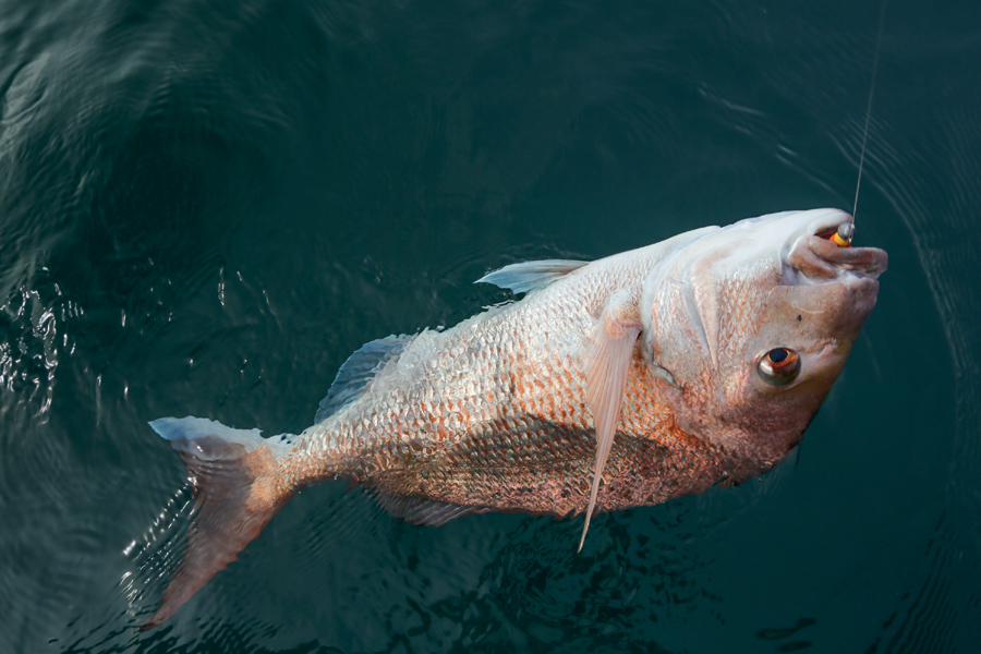 25 soft baiting tips