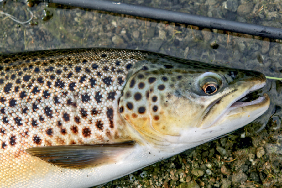 Catching and eating trout The Fishing Website