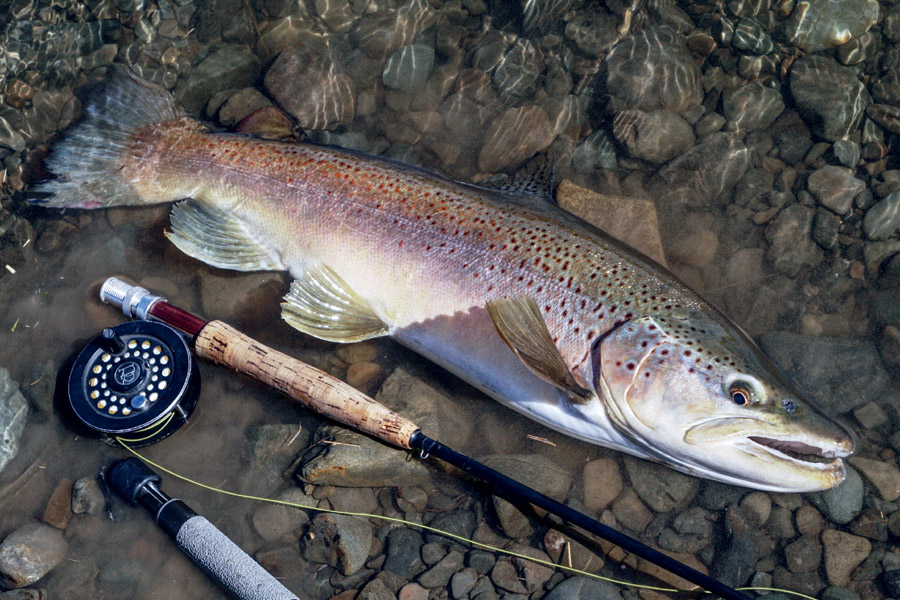 Catching and eating trout The Fishing site