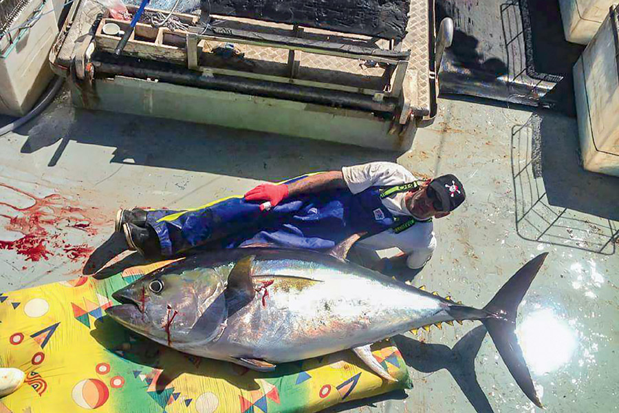 Chasing big eye tuna