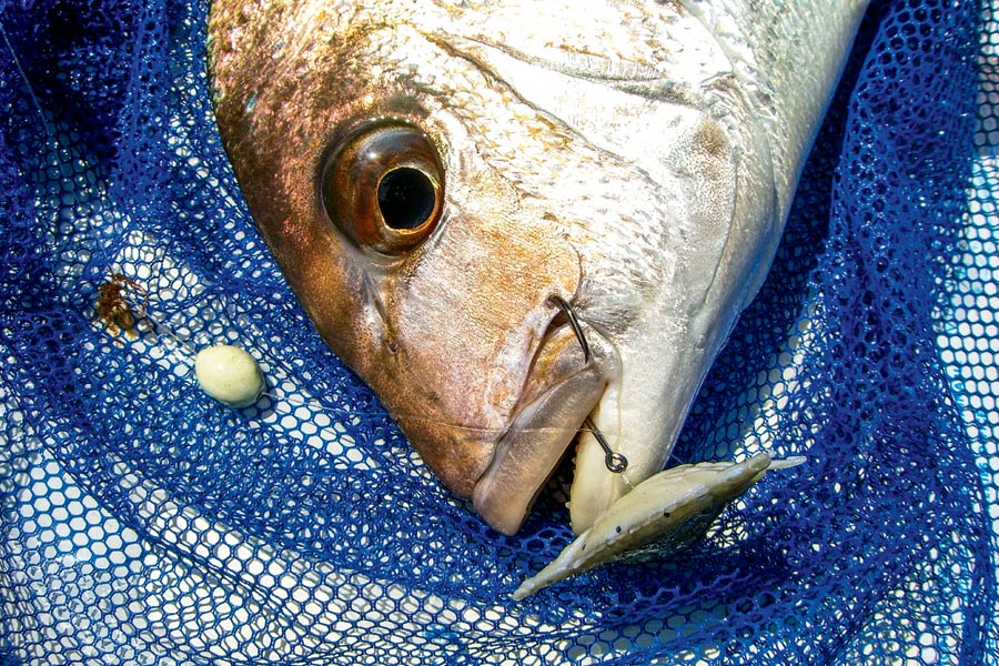 Circle Hooks When and Where to Use The Fishing site