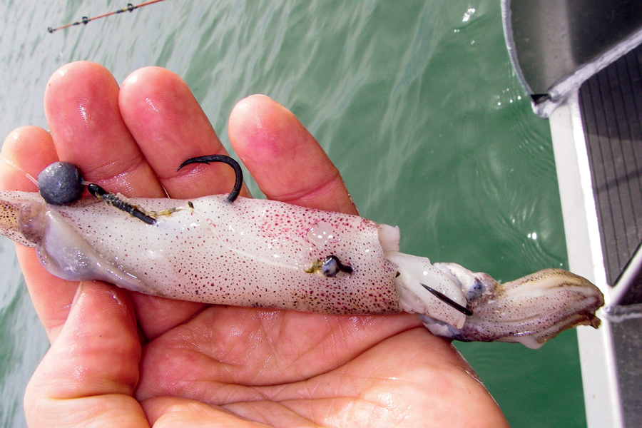 Circle Hooks When and Where to Use The Fishing site