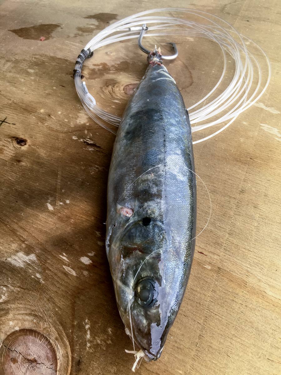 Daytime swordfishing tips with Matt Watson The Fishing site