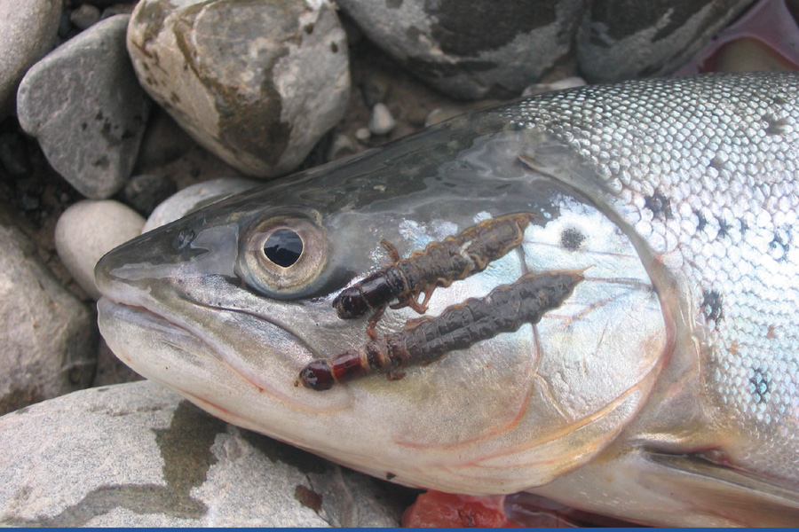 Fly tying - lethal trout patterns