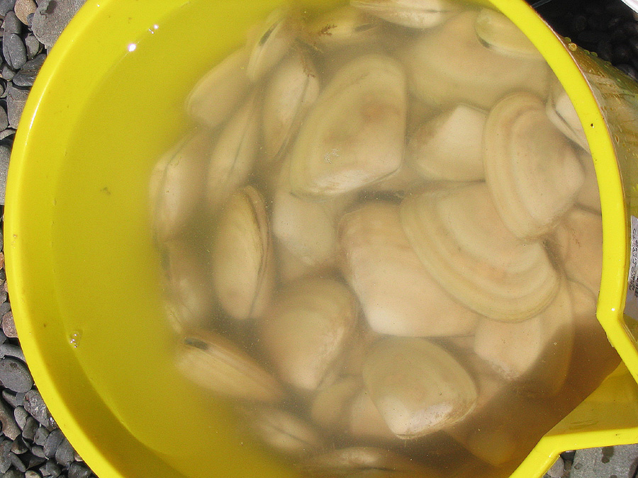 Gathering Seafood