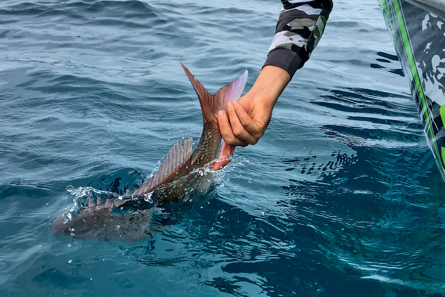 Horizontal Jigging for Snapper