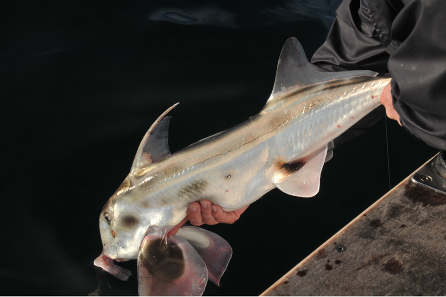 How to catch elephant fish The Fishing site