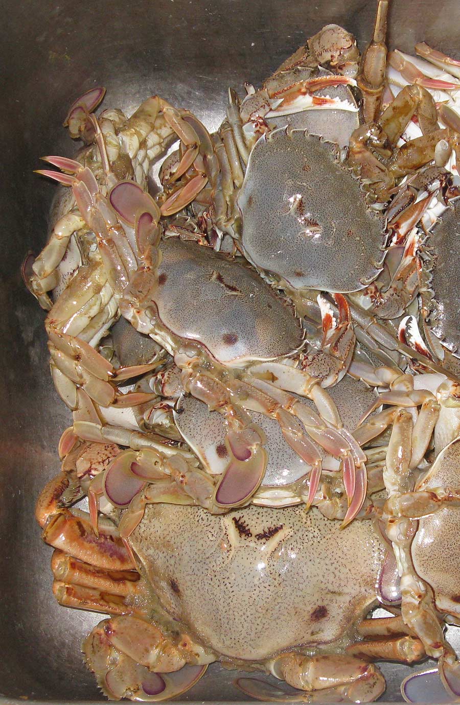 How to catch Paddle Crabs The Fishing Website