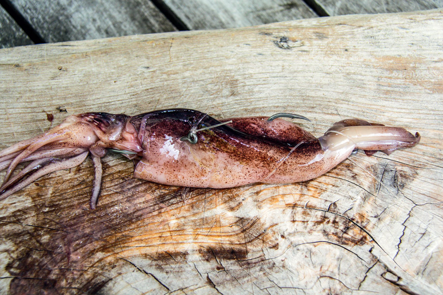 How to catch snapper using pilchards and squid