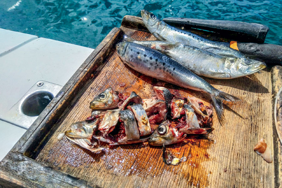 How to catch snapper using pilchards and squid