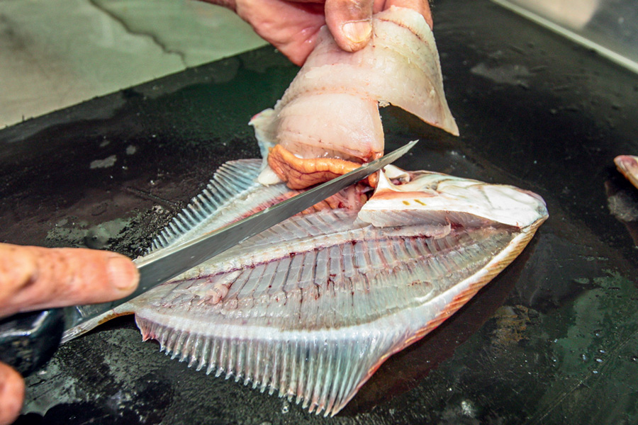 How to fillet flounder The Fishing site