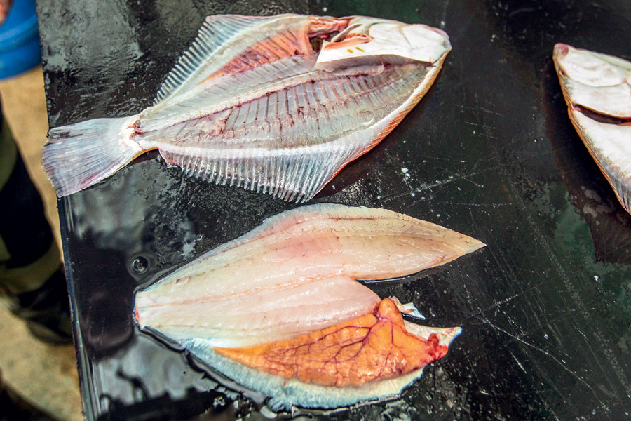 How to fillet flounder The Fishing site