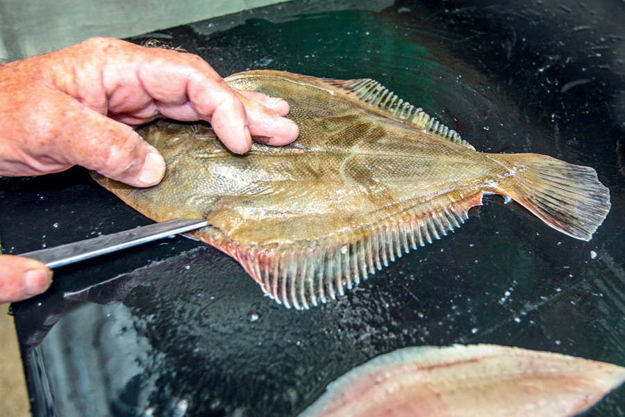How to fillet flounder The Fishing site