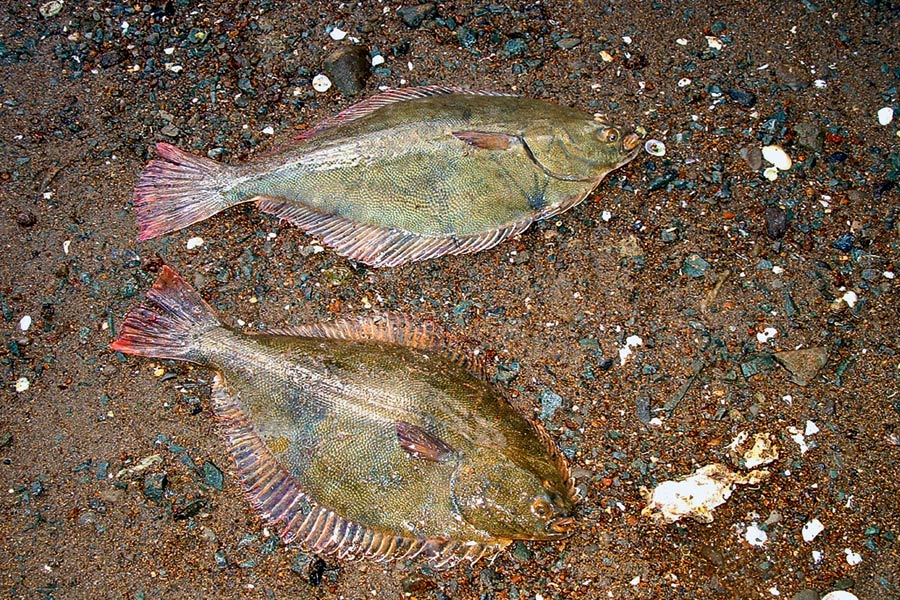 How to Fish Estuaries The Fishing site