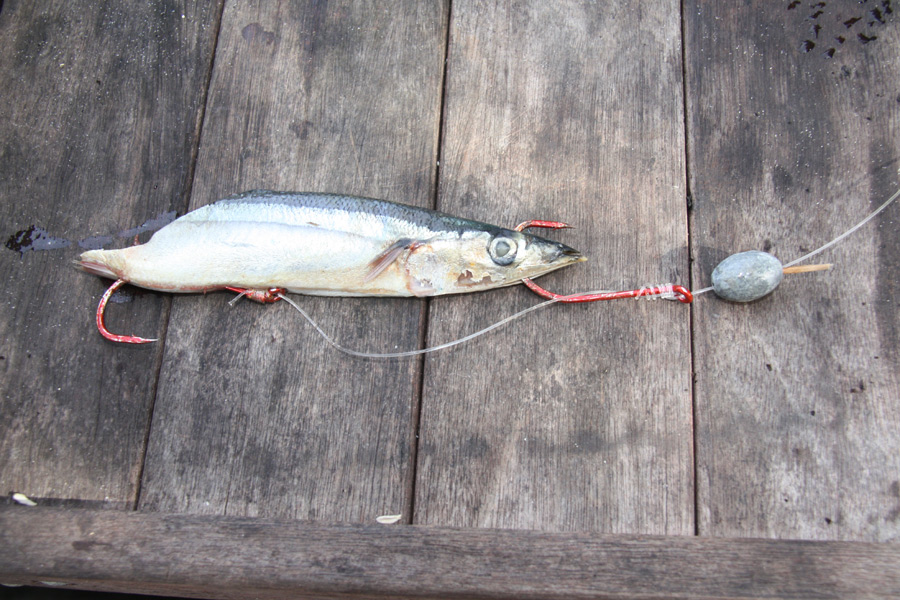 How to fish with big baits The Fishing Website