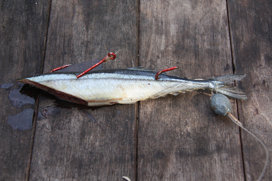 How to fish with big baits The Fishing site