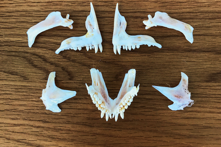 How to mount a snapper jaw The Fishing site