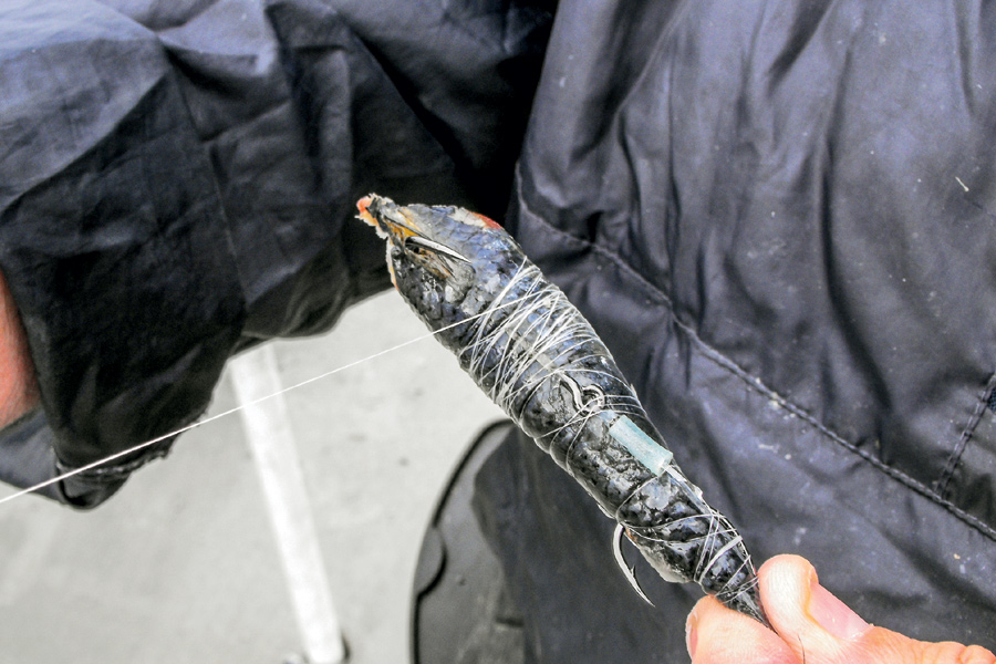 Keeping Baits On The Hook When Surfcasting Part 1 The Fishing site