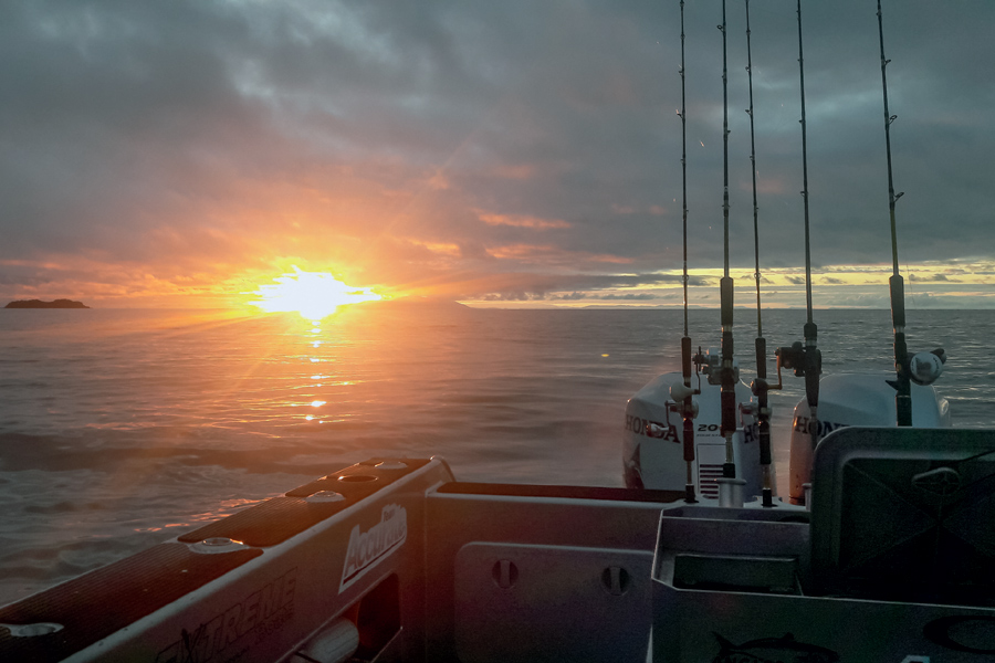 Livebaiting for kingfish