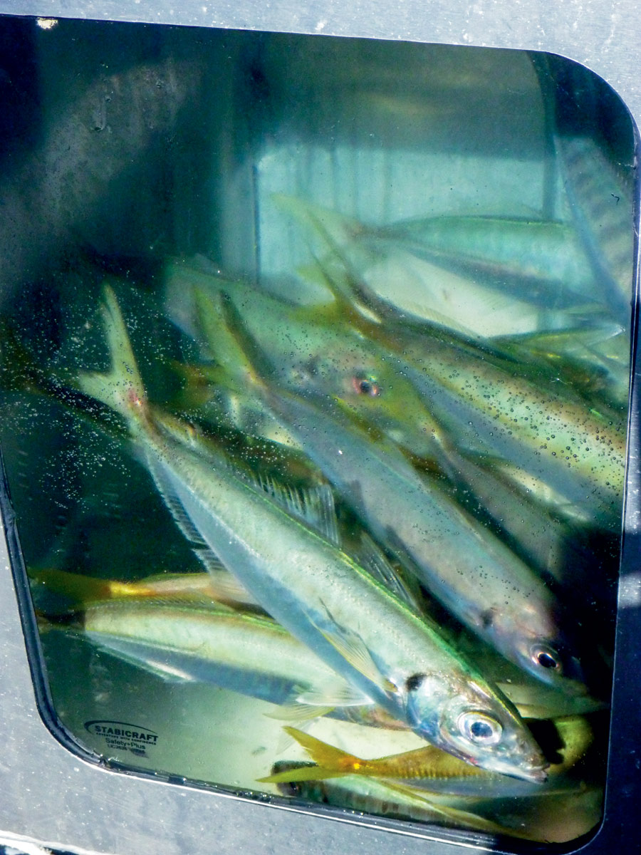 Livebaiting Workups
