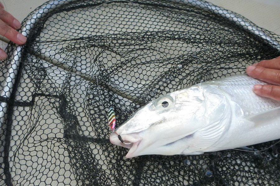 Micro-jigging techniques and tips