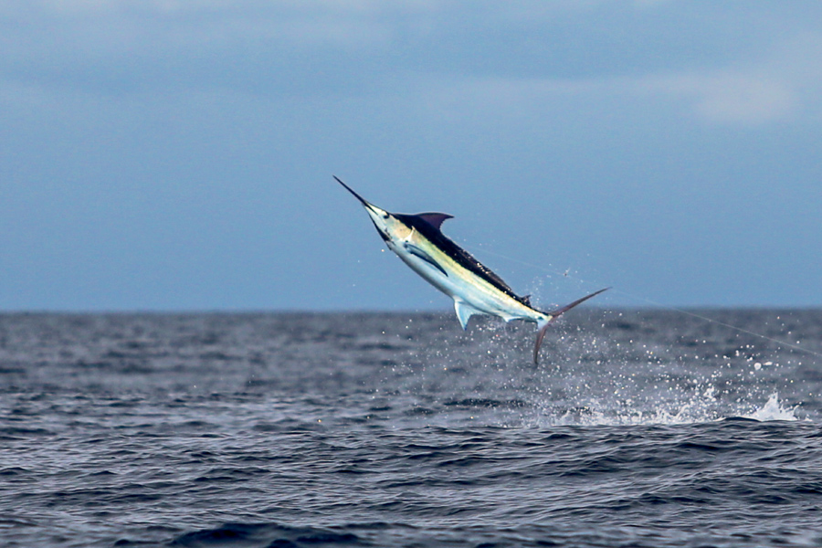 Picking the best lures for blue marlin - The Fishing Website