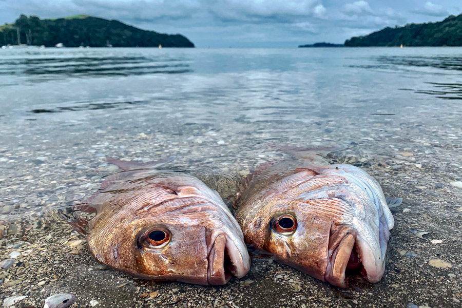 Soft-Baiting Different Zones
