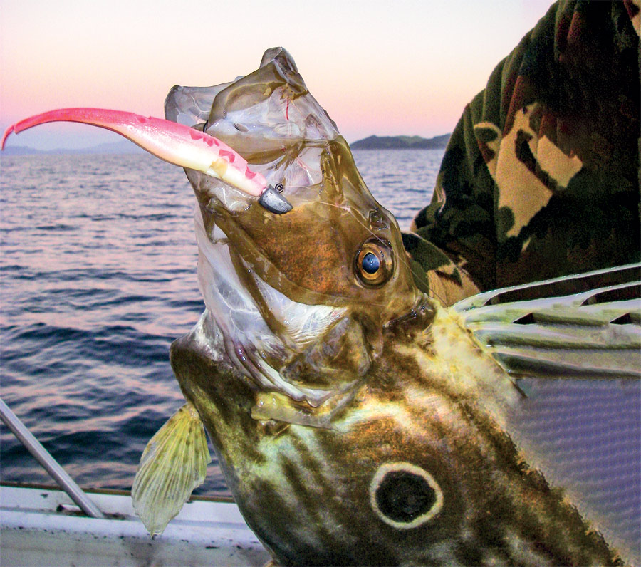 Softbaiting For Beginners