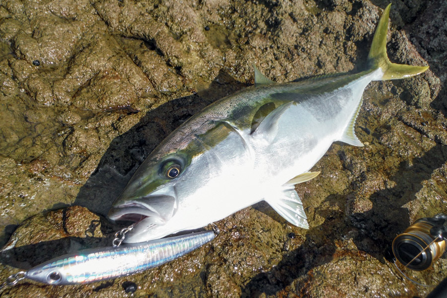 Stickbait fishing off the rocks Tips and tricks The Fishing site