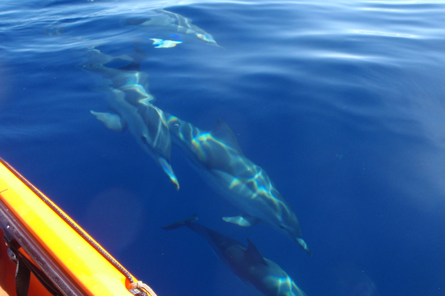 Trolling for albacore