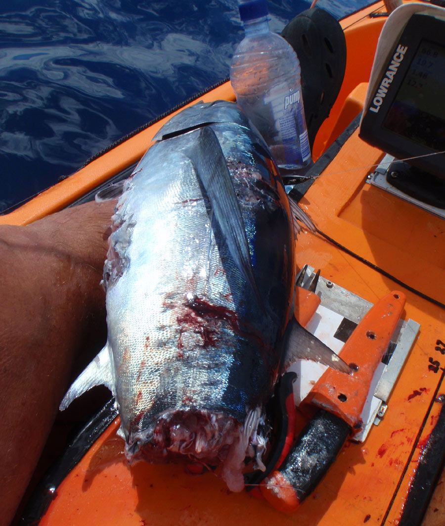 Trolling for albacore