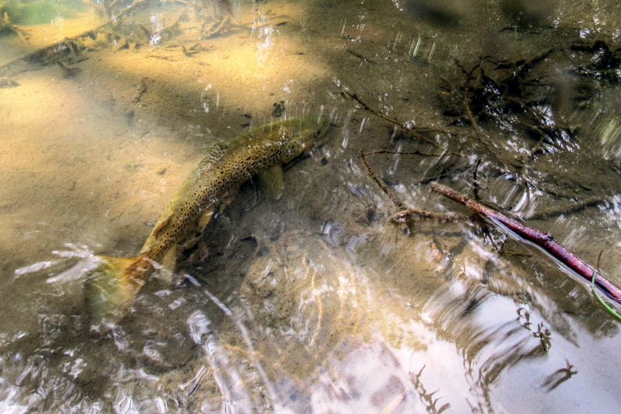 Trout fishing in warm weather The Fishing site