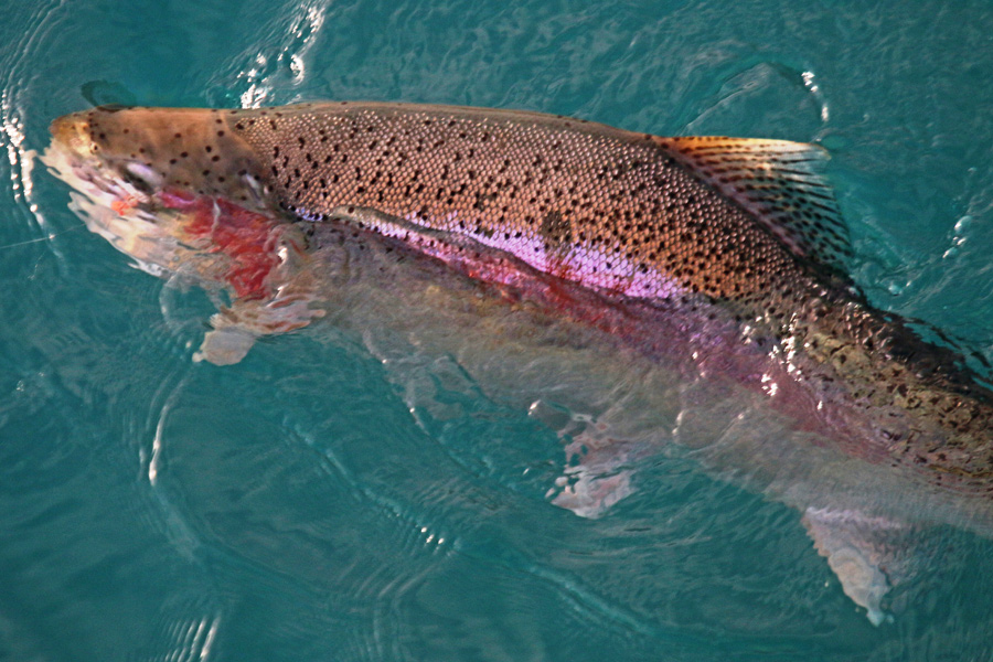 Trout fishing - managing the big rivers
