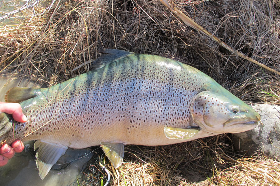 Trout fishing - managing the big rivers
