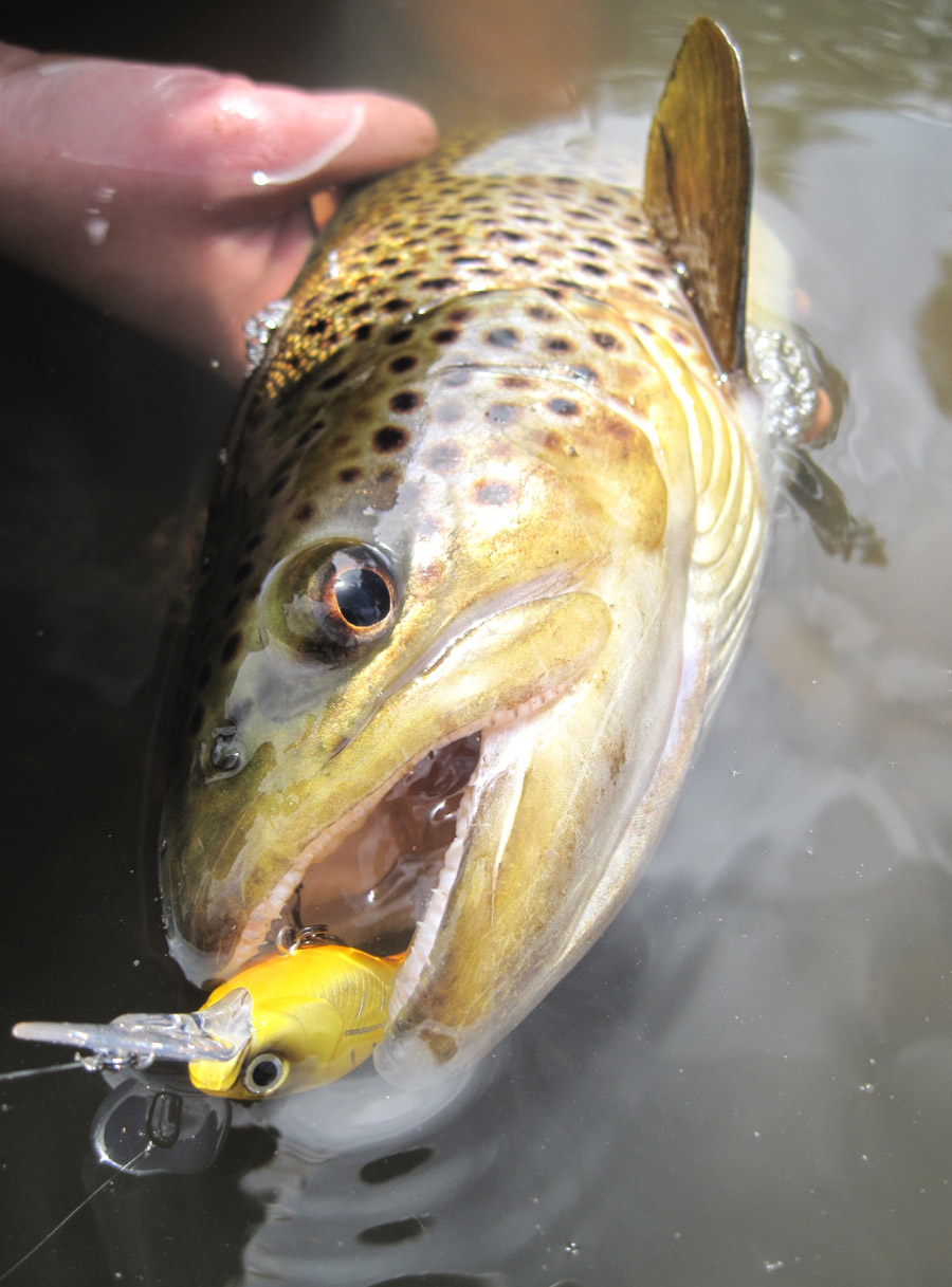 Trout fishing using hard bodied lures The Fishing site
