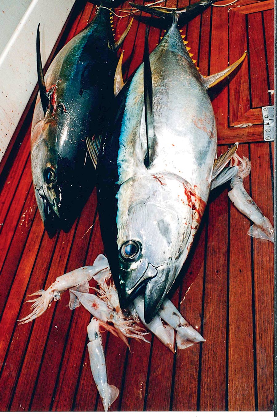 What scents work best for fishing The Fishing site