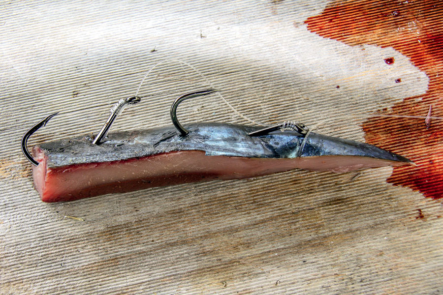 Why skipjack tuna is a versatile bait The Fishing site