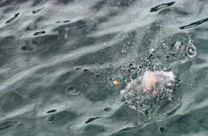 Iso Tsuri fishing