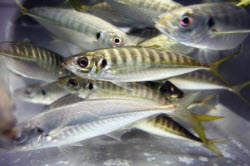 Jack Mackerel, live baiting