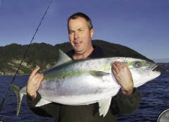 kingfish taken on a livebait
