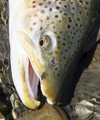 Fly-Tying Tips
